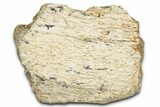 Dinosaur (Triceratops) Frill Shield Section - Montana #338886-1